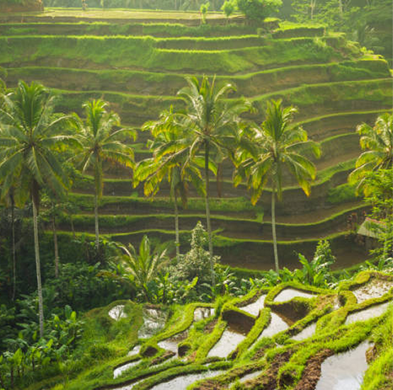 Mengapa di Bali?